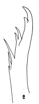 Espce Euaugaptilus laticeps - Planche 5 de figures morphologiques