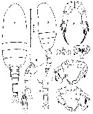 Espce Pseudodiaptomus lobipes - Planche 3 de figures morphologiques