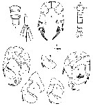 Espce Pseudodiaptomus binghami - Planche 3 de figures morphologiques