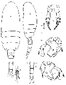 Espce Pseudodiaptomus mixtus - Planche 1 de figures morphologiques