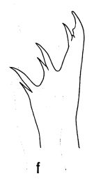 Espce Euaugaptilus magnus - Planche 3 de figures morphologiques