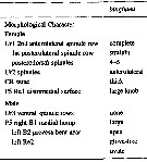 Espce Pseudodiaptomus binghami - Planche 4 de figures morphologiques