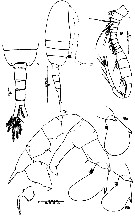Espce Pseudodiaptomus binghami - Planche 9 de figures morphologiques