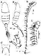 Espce Calanopia thompsoni - Planche 11 de figures morphologiques