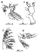 Espce Calanopia thompsoni - Planche 12 de figures morphologiques
