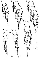 Espce Calanopia thompsoni - Planche 13 de figures morphologiques