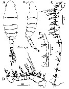 Espce Calanopia thompsoni - Planche 16 de figures morphologiques
