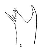 Espce Euaugaptilus sublongiseta - Planche 2 de figures morphologiques