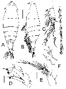 Species Pontella cocoensis - Plate 1 of morphological figures