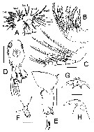 Species Pontella cocoensis - Plate 2 of morphological figures