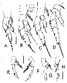 Espce Pontella cocoensis - Planche 3 de figures morphologiques