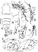 Species Pontella cocoensis - Plate 5 of morphological figures