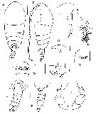 Espce Peniculoides secundus - Planche 1 de figures morphologiques
