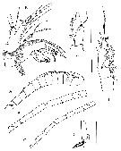 Espce Peniculoides secundus - Planche 2 de figures morphologiques