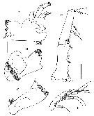 Espce Peniculoides secundus - Planche 4 de figures morphologiques