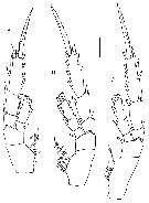 Espce Peniculoides secundus - Planche 5 de figures morphologiques