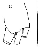 Espce Aetideopsis armata - Planche 19 de figures morphologiques