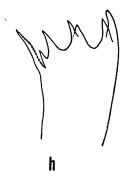 Espce Euaugaptilus palumbii - Planche 4 de figures morphologiques