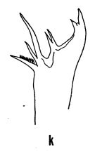 Espce Euaugaptilus niveus - Planche 2 de figures morphologiques
