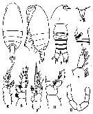 Espce Mixtocalanus robustus - Planche 2 de figures morphologiques