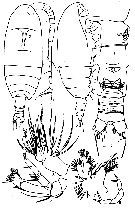 Espce Archescolecithrix auropecten - Planche 16 de figures morphologiques