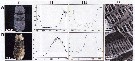 Espce Sapphirina metallina - Planche 19 de figures morphologiques