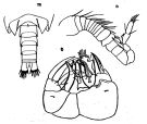 Espce Pseudocyclops australis - Planche 2 de figures morphologiques
