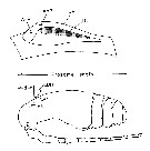 Espce Paracalanus parvus - Planche 36 de figures morphologiques