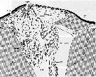 Espce Paracalanus parvus - Planche 38 de figures morphologiques