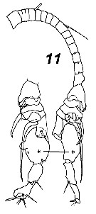 Species Yrocalanus admirabilis - Plate 3 of morphological figures