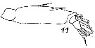 Espce Labidocera boxshalli - Planche 6 de figures morphologiques