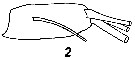 Espce Centropages typicus - Planche 31 de figures morphologiques