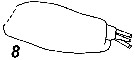 Espce Stephos maculosus - Planche 2 de figures morphologiques