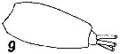 Espce Diaixis tridentata - Planche 3 de figures morphologiques