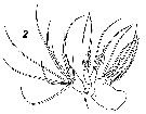 Espce Zenkevitchiella abyssalis - Planche 2 de figures morphologiques