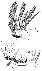 Espce Calanus propinquus - Planche 33 de figures morphologiques