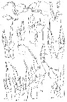 Espce Calanus sinicus - Planche 21 de figures morphologiques