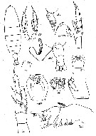Espce Neocalanus cristatus - Planche 16 de figures morphologiques