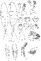 Species Neocalanus plumchrus - Plate 35 of morphological figures