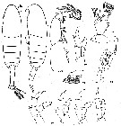 Espce Neocalanus plumchrus - Planche 36 de figures morphologiques