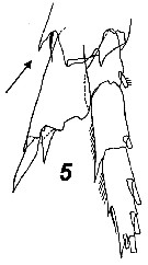 Espce Nannocalanus minor - Planche 33 de figures morphologiques