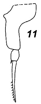 Espce Delibus nudus - Planche 14 de figures morphologiques