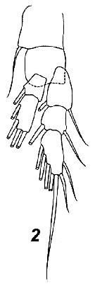 Espce Fosshagenia suarezi - Planche 6 de figures morphologiques
