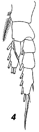 Espce Temorites elongata - Planche 12 de figures morphologiques