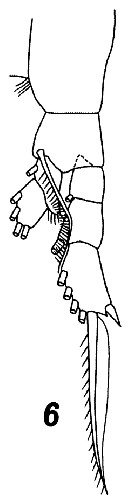 Espce Subeucalanus longiceps - Planche 9 de figures morphologiques