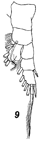 Espce Mimocalanus nudus - Planche 7 de figures morphologiques