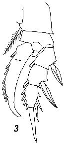 Espce Pseudocyclops mirus - Planche 2 de figures morphologiques