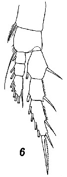 Espce Centropages typicus - Planche 32 de figures morphologiques