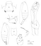 Espce Scottocalanus securifrons - Planche 2 de figures morphologiques