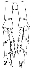 Espce Neocalanus tonsus - Planche 18 de figures morphologiques
